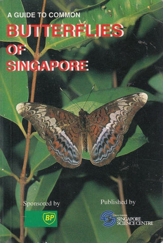 A Guide To Common Butterflies Of Singapore