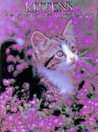 Kittens - A Portrait of the Animal World