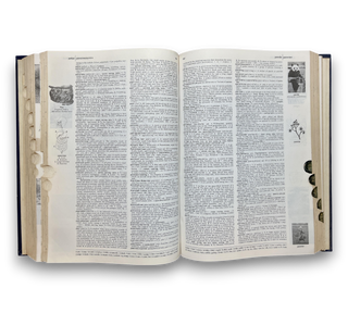 The American Heritage Dictionary