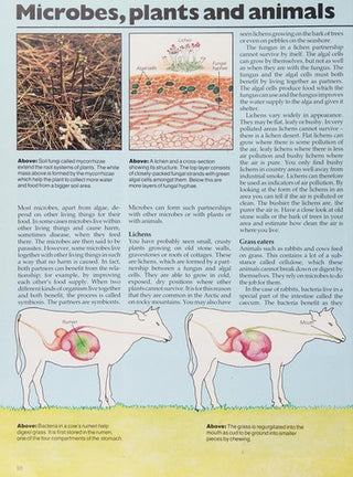 Microbes (Visual Science)